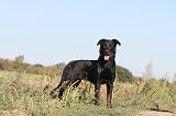 BEAUCERON 154